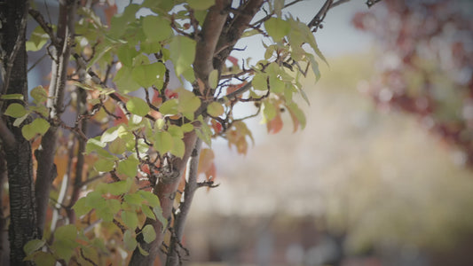 DownTown Grand Junction Melrose Hotel