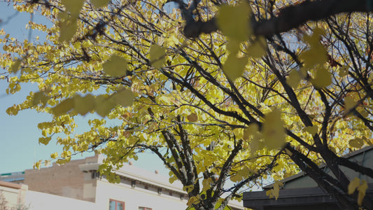 Downtown Grand Junction Fall Leaves