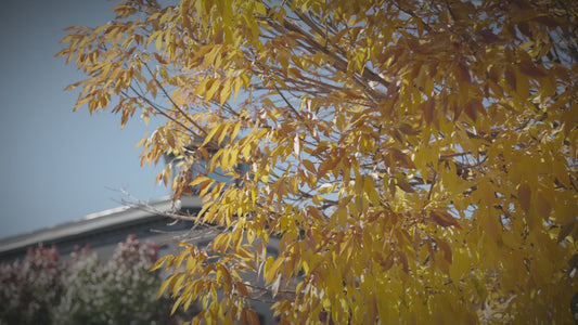 St. Regis Building Downtown Grand Junction