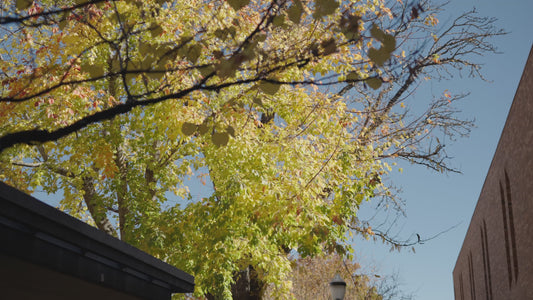 Downtown Grand Junction Fall Leaves